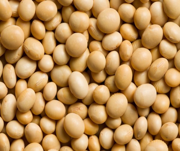 Soya Beans